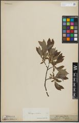 Foto von Salix lapponum L. x Salix silesiaca Willd.